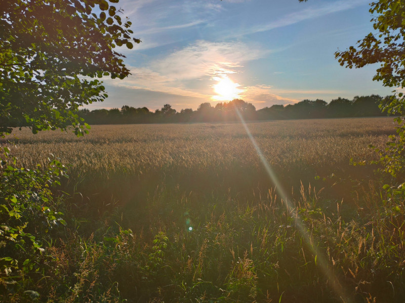 Kornfeld in der Umgebung, Die Sonne geht hinter dem Feld hinter Bäen unter,